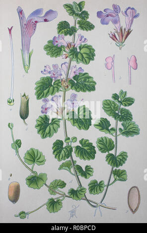 Digital verbesserte hochwertige Reproduktion: Glechoma hederacea, Syn. Nepeta glechoma hederacea Benth., Nepeta, L., Trevir., ist eine aromatische, ausdauernde, immergrüne Kletterpflanze der tadellosen Familie Lamiaceae. Es wird allgemein als Boden - Efeu, Gill-über-die-Masse, creeping Charlie, alehoof, tunhoof, catsfoot, Feld Balsam bekannt und Run-away-Robin. Es wird auch manchmal als schleichende Jenny bekannt Stockfoto