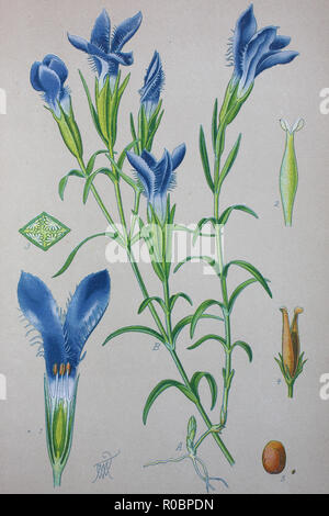 Digital verbesserte hochwertige Reproduktion: Gentiana eiliata, Gentiana ist eine Gattung von Blütenpflanzen aus der Enzian Familie Stockfoto