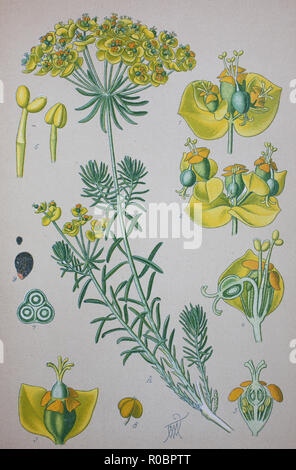 Digital verbesserte hochwertige Reproduktion: Euphorbia cyparissias, Zypressen Wolfsmilch, ist eine Pflanzenart in der Gattung Euphorbia Stockfoto
