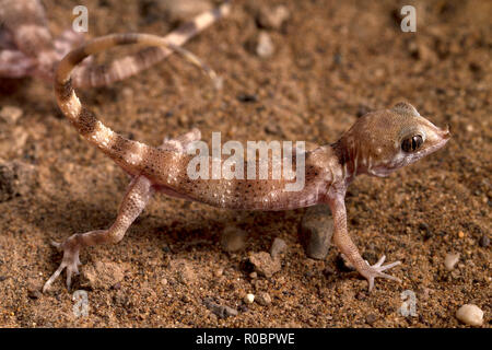 Rhinogecko Misonnei oder Misonne der Spinne Gecko in Lümmel Wüste des Iran. Stockfoto