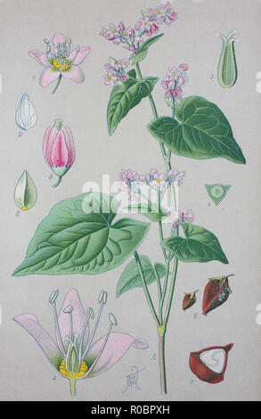 Digital verbesserte hochwertige Reproduktion: Buchweizen, Fagopyrum esculentum, auch bekannt als gemeinsame Buchweizen, Japanischer Buchweizen und silverhull Buchweizen Stockfoto