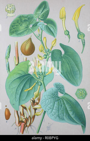Digital verbesserte hochwertige Reproduktion: Aristolochia clematitis, der, Europäischen, birthwort, ist ein Twining krautartige Pflanze in der Familie Aristolochiaceae Stockfoto