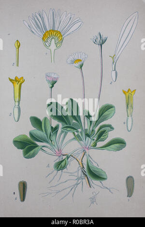 Digital verbesserte hochwertige Reproduktion: Bellis perennis, ist eine gemeinsame europäische Arten von Daisy, der Asteraceae Familie, oft die archetypische Arten der betreffenden Namen betrachtet. Stockfoto
