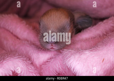 Bunny rabbit Neugeborenen lop Kit 1 Tage altes Baby Häschen neu geborene Haustiere Stockfoto