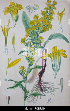 Digital verbesserte hochwertige Reproduktion: Solidago virgaurea, Europäische goldrute oder woundwort, ist eine krautige Staude Pflanze der Familie der Asteraceae Stockfoto