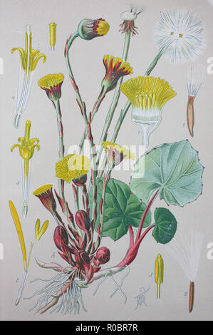 Digital verbesserte hochwertige Reproduktion: Tussilago farfara, allgemein bekannt als huflattich, ist eine Pflanze, die in der kreuzkraut Stamm in der Familie der Asteraceae Stockfoto