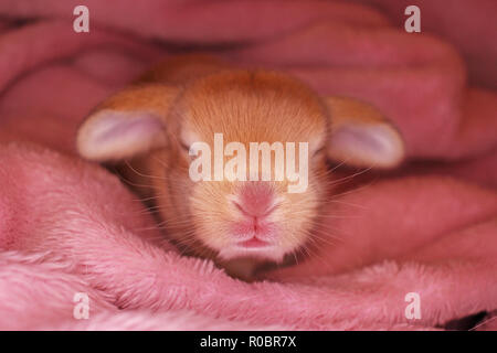 Bunny rabbit Neugeborenen lop Kit 1 Tage altes Baby Häschen neu geborene Haustiere Stockfoto