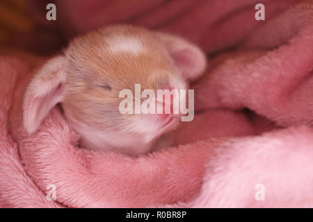 Bunny rabbit Neugeborenen lop Kit 1 Tage altes Baby Häschen neu geborene Haustiere Stockfoto