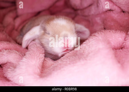 Bunny rabbit Neugeborenen lop Kit 1 Tage altes Baby Häschen neu geborene Haustiere Stockfoto