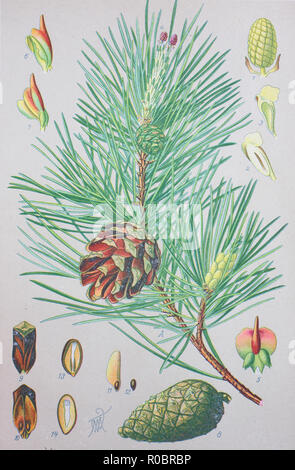 Digital verbesserte hochwertige Reproduktion: Kiefern, Pinus sylvestris, ist eine Pflanzenart aus der Gattung der Kiefern, Eurasia ist Stockfoto