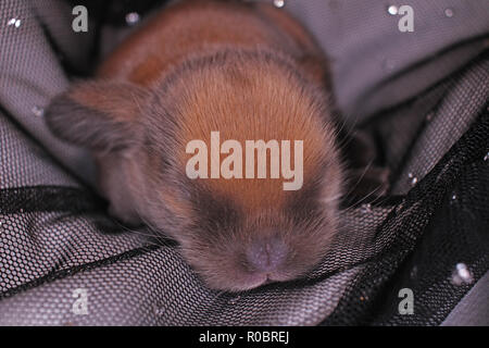 Bunny rabbit Neugeborenen lop Kit 1 Tage altes Baby Häschen neu geborene Haustiere Stockfoto