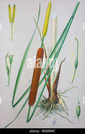 Digital verbesserte hochwertige Reproduktion: Typha latifolia, breitblättrigen Cattail, Binsen, Rohrkolben, gemeinsame Cattail, neunschwänzige Katze, tolle reedmace, Cooper Reed, cumbungi, ist eine mehrjährige krautige Pflanze aus der Gattung Typha Stockfoto