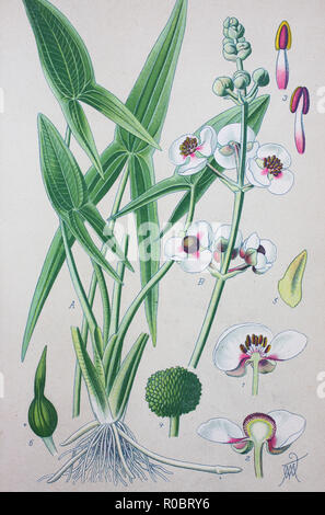 Digital verbesserte hochwertige Reproduktion: Sagittaria sagittifolia, auch als Pfeilspitze durch die Form seiner Blätter, ist eine blühende Pflanze in der Familie Alismataceae Stockfoto
