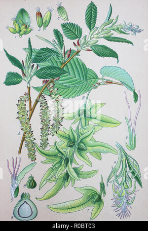 Digital verbesserte hochwertige Reproduktion: Carpinus betulus, allgemein bekannt als die Europäische oder gemeinsamen Hainbuche, ist die Hainbuche Stockfoto