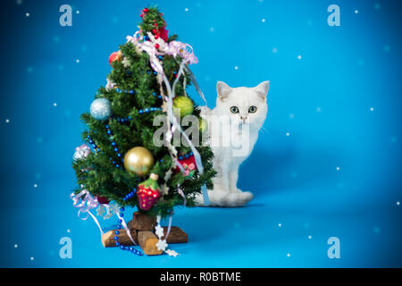 Kleine Katze mit einem Weihnachtsbaum mit Spielzeug Stockfoto