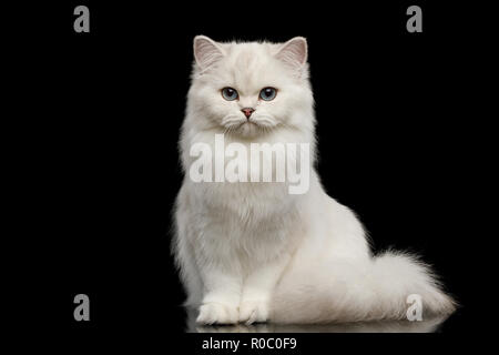 Adorable britischen Rasse Katze der Farbe Weiß mit blauen Augen, Sitzen und schauen in die Kamera auf isolierten schwarzen Hintergrund, Vorderansicht