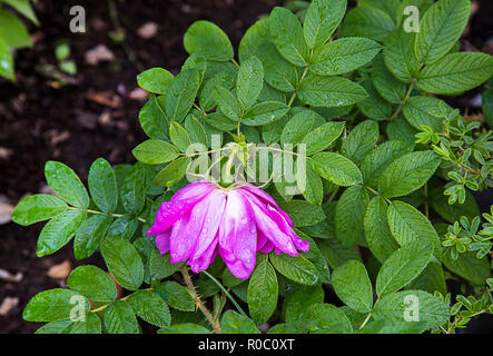 Eine Vielzahl von dekorativen Blumen auf einem Blumenbeet in einem öffentlichen Park Stockfoto