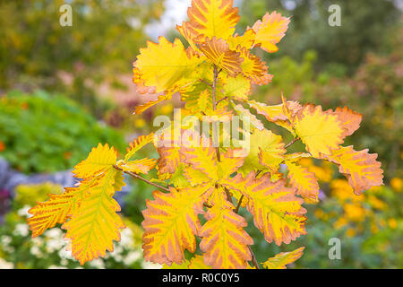 Herbst vergilbten Eichenlaub auf einem Zweig im Park Stockfoto