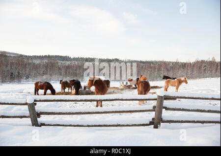 Islandpferde in verschneite Weide. Winterlandschaft aus Finnland. Stockfoto