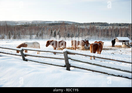 Islandpferde in verschneite Weide. Winterlandschaft aus Finnland. Stockfoto