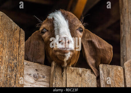 Kopf eines braunen Ziege über eine hölzerne Tor suchen. Stockfoto