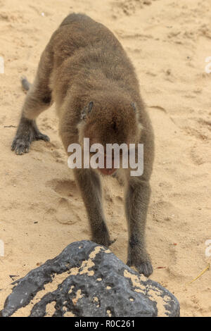 Affe auf Monkey Beach auf Insel Cat Ba, Vietnam Stockfoto