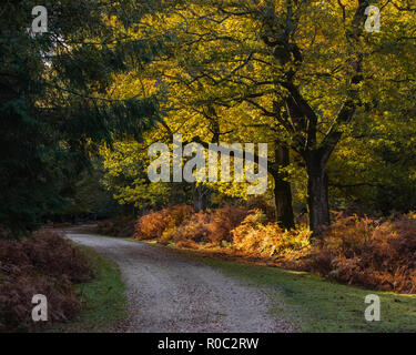 Land Tack mit Sonnenlicht durch auf Bäume im Herbst Stockfoto