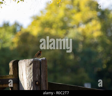 Kleine europäische Robin auf Zaun Pfosten Stockfoto