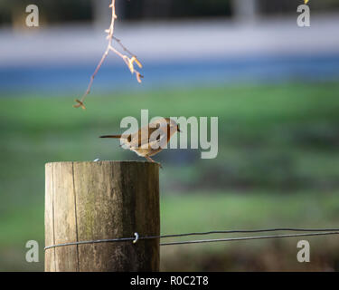 Kleine Robin auf Zaunpfosten, Lyndhurst, New Forest, Hampshire, Großbritannien Stockfoto