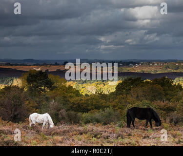 Weiß und schwarz New Forest Ponys Beweidung mit Gewitterwolken brauen Stockfoto