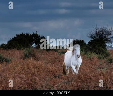 Weiß New Forest pony im Herbst Trab durch die lila heidekraut Stockfoto