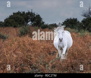 Weiß New Forest pony stand in Bracken Stockfoto