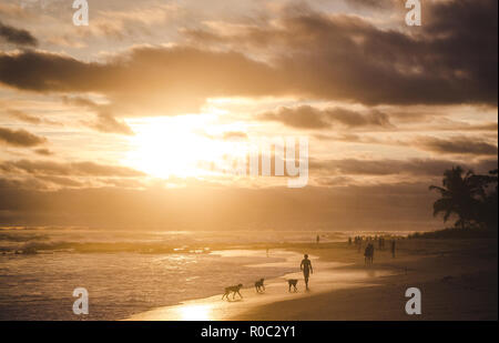 Mann seine Hunde entlang der langen Sandstrand Paradise Strand von Playa del Carmen, Santa Teresa, Costa Rica bei einem farbenfrohen Sonnenuntergang Stockfoto