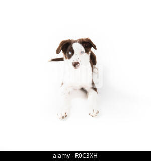 Cute mismarked Red tri Miniature Australian Shepherd Welpen isoliert auf Weiss. Stockfoto