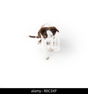 Cute mismarked Red tri Miniature Australian Shepherd Welpen isoliert auf Weiss. Stockfoto