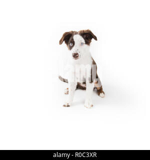 Cute mismarked Red tri Miniature Australian Shepherd Welpen isoliert auf Weiss. Stockfoto