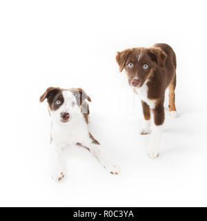 Zwei süße Miniatur Australian Shepherd Welpen isoliert auf Weiss. Stockfoto