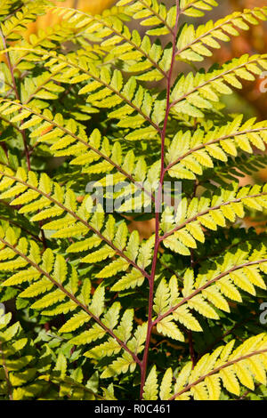 Nahaufnahme einer Farn Blatt UK Stockfoto