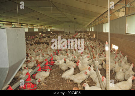 Intensive Huhn Landwirtschaft Stockfoto