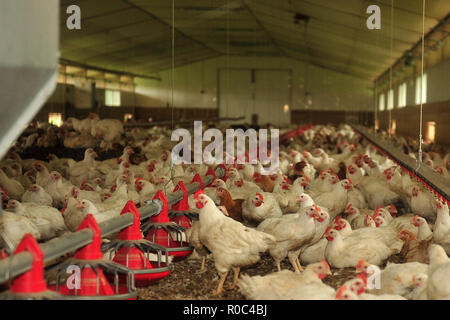 Intensive Huhn Landwirtschaft Stockfoto