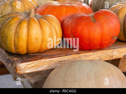 Verschiedene Sorten Kürbisse und Kürbisse auf einem Holztisch. Herbst Kollektion Stockfoto