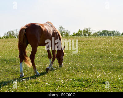 Braunes Pferd Beweidung auf die grüne Wiese mit weissen Blumen Löwenzahn, mit Bäumen im Hintergrund, mit Platz für Text Stockfoto