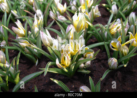 Wilde Tulpe Tulipa tarda Blüte im Frühjahr. Frühling in den Niederlanden. Stockfoto