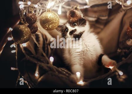 Cute Kitty spielen mit Ornamenten in Korb mit Leuchten unter Weihnachtsbaum in festlichem Zimmer. Adorable lustig Kitten mit tollen Augen. Frohe Weihnachten Stockfoto