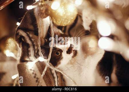 Cute Kitty spielen mit Ornamenten in Korb mit Leuchten unter Weihnachtsbaum in festlichem Zimmer. Adorable lustig Kitten mit tollen Augen. Frohe Weihnachten Stockfoto