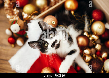Cute Kitty Sitting in Box mit roten und goldenen Kugeln, Ornamente und Santa hat unter dem Weihnachtsbaum in festlichem Zimmer. Frohe Weihnachten Konzept. Adorable f Stockfoto
