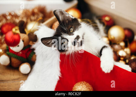 Cute Kitty spielen mit roten und goldenen Kugeln in Feld, Ornamente und Santa hat unter dem Weihnachtsbaum in festlichem Zimmer. Frohe Weihnachten Konzept. Adorable f Stockfoto