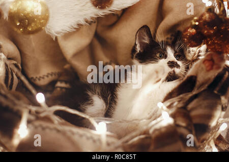 Cute Kitty spielen mit Ornamenten in Korb mit Leuchten unter Weihnachtsbaum in festlichem Zimmer. Adorable lustig Kitten mit tollen Augen. Frohe Weihnachten Stockfoto