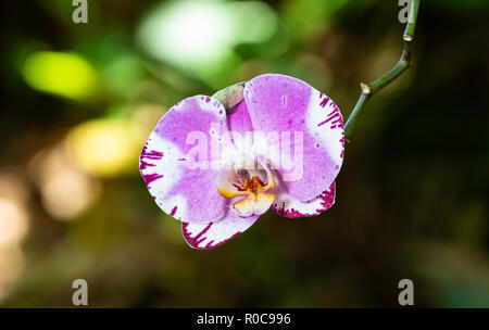 Single Phalaenopsis (Motte) im Botanischen Garten in Hilo, Hawaii Orchidee. Rosa Blütenblätter mit weißen und violetten Akzenten. Stockfoto