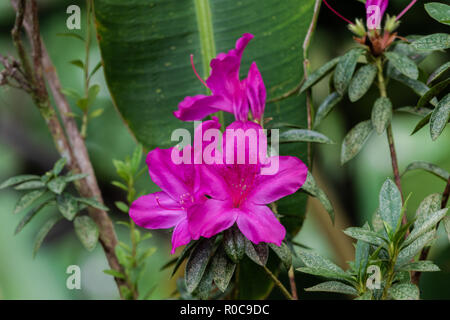 Anschaulich rosa Blumen Azalee (Rhododendron Indicum) in Akaka Falls State Park, Hilo, Hawaii. Grüne Pflanzen im Hintergrund. Stockfoto